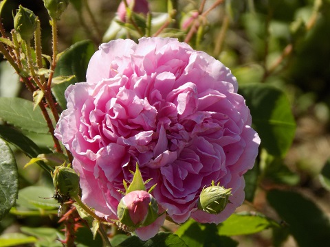 DSCN0542.JPG