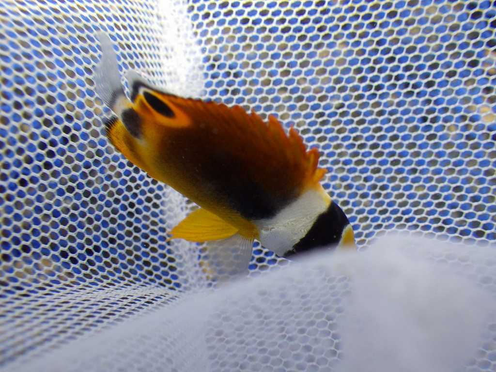 和歌山磯採集2022年8月中旬11　チョウハン（Chaetodon lunula）