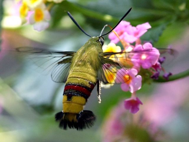 ハチドリは蜜しか吸っていない印象があるけど 私設見逃してもいい動物園 楽天ブログ