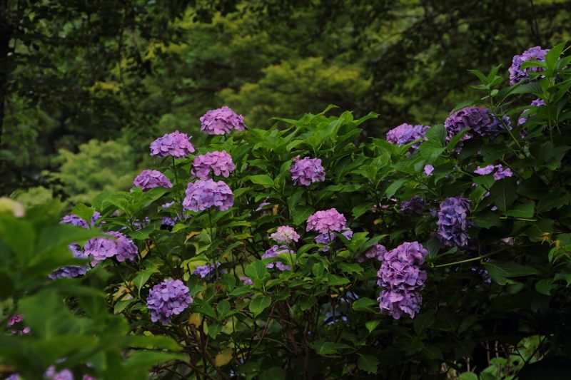 七曲り紫陽花_08.jpg