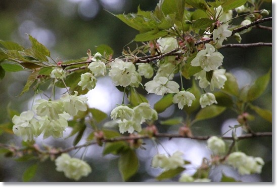 樹木公園-3 鬱金 15.4.22