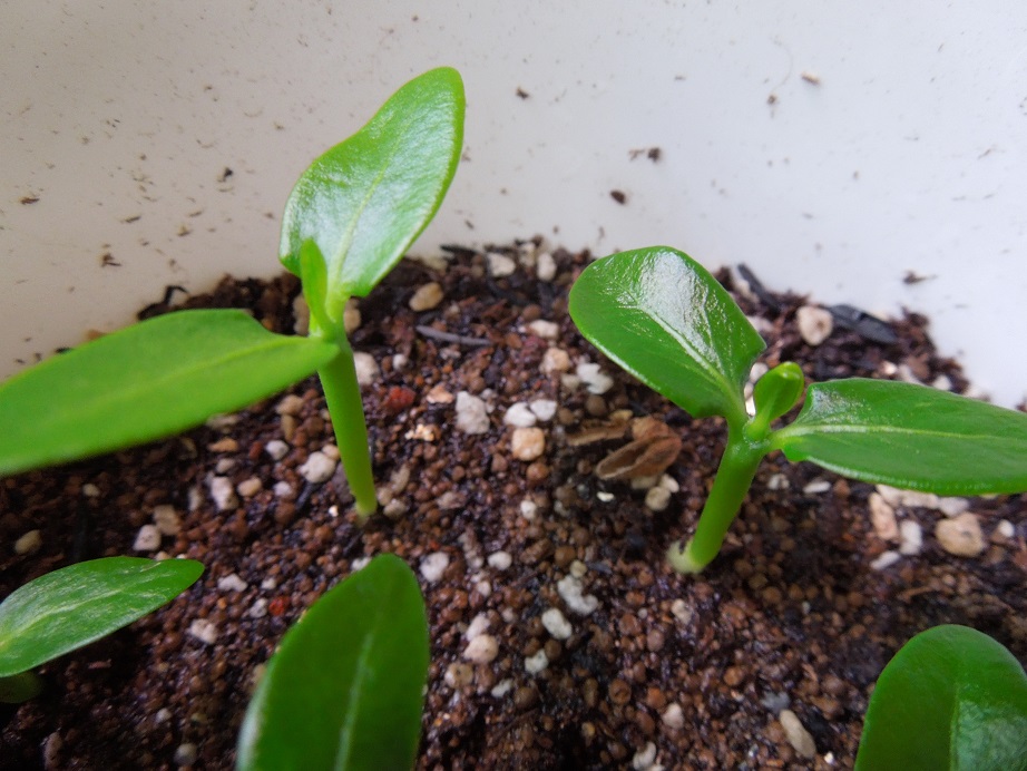 アンボンゲンセ5-22ｰ3