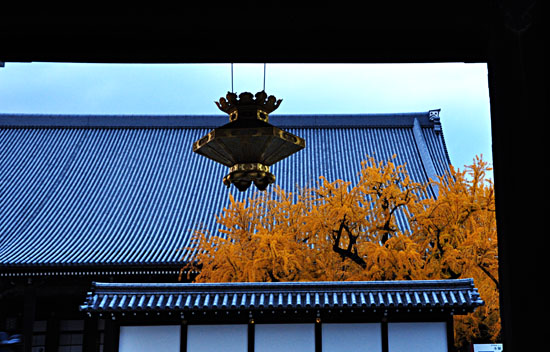 銀杏３