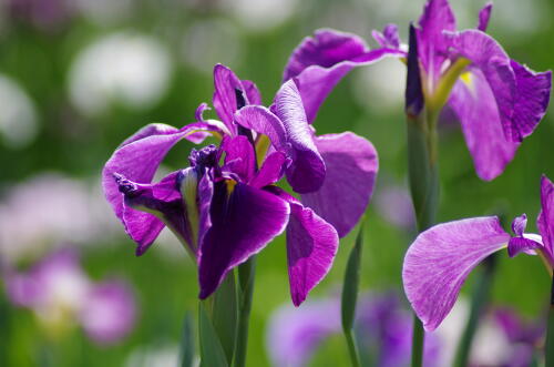 堀切菖蒲園の花菖蒲