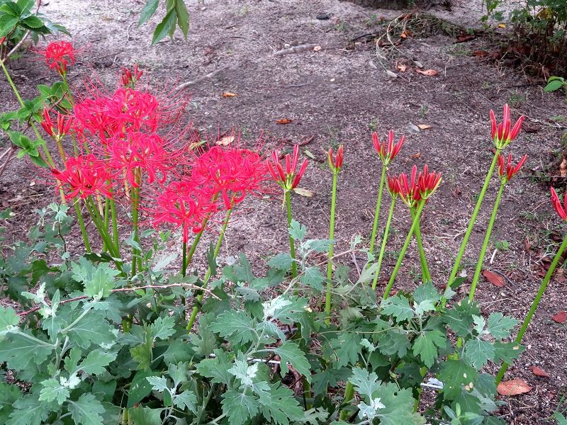 9月24日 9月の花 その４ Gazengamaのブログ 散歩中に出合った花と趣味の陶芸作品 楽天ブログ