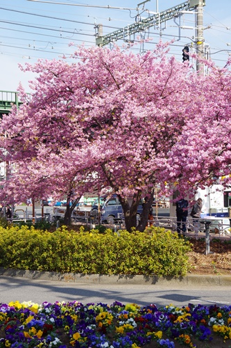 三浦海岸の河津桜