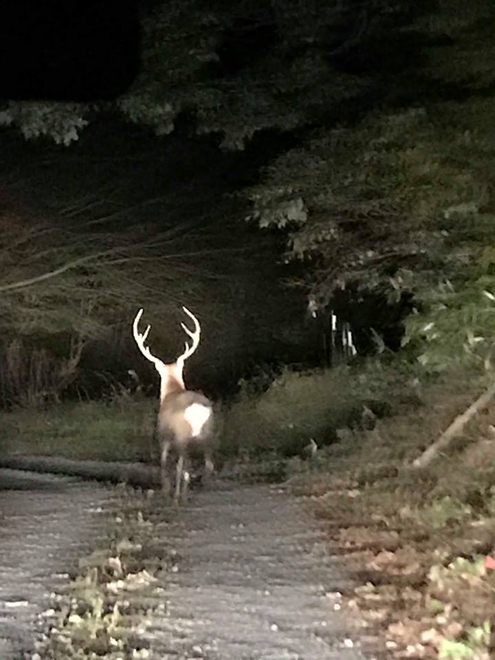 奥山に 紅葉踏みわけ 鳴く鹿の 声きく時ぞ 秋は悲しき 幡谷自然農園 日記 楽天ブログ