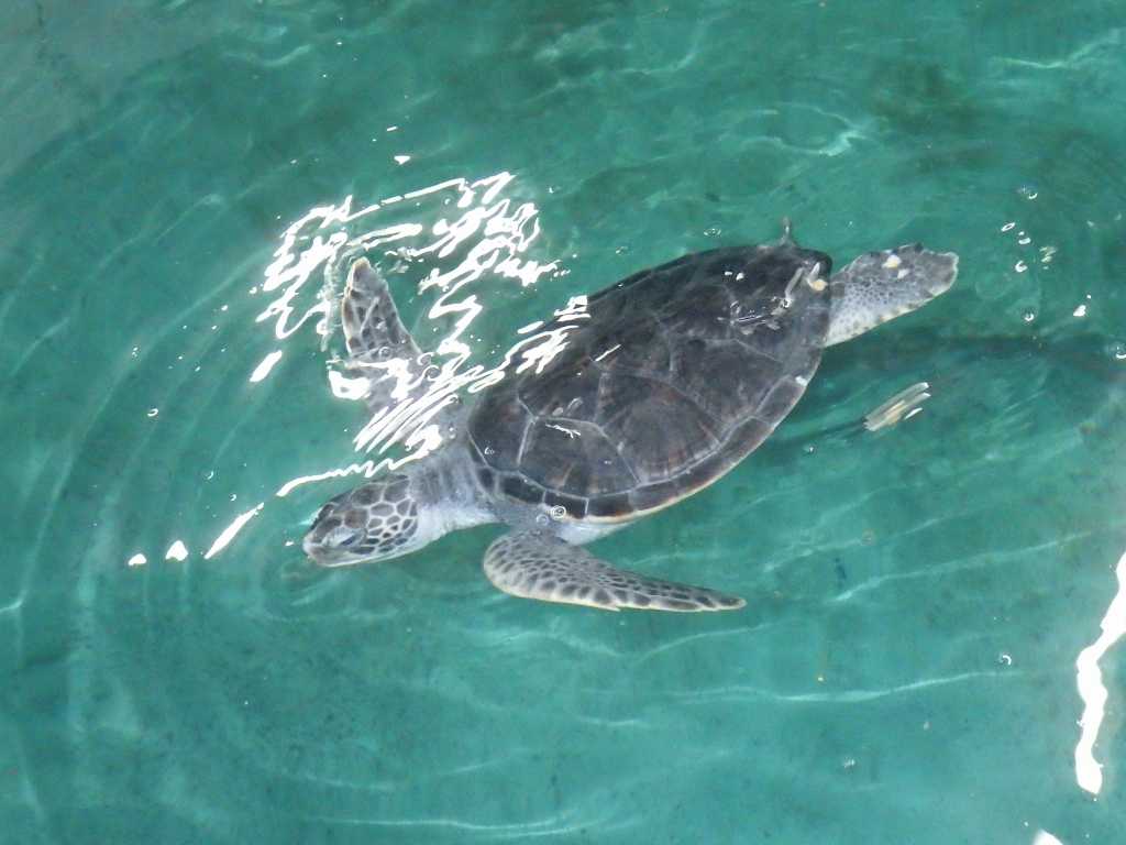 串本磯採集2019年3月上旬14　アオウミガメ（Chelonia mydas）
