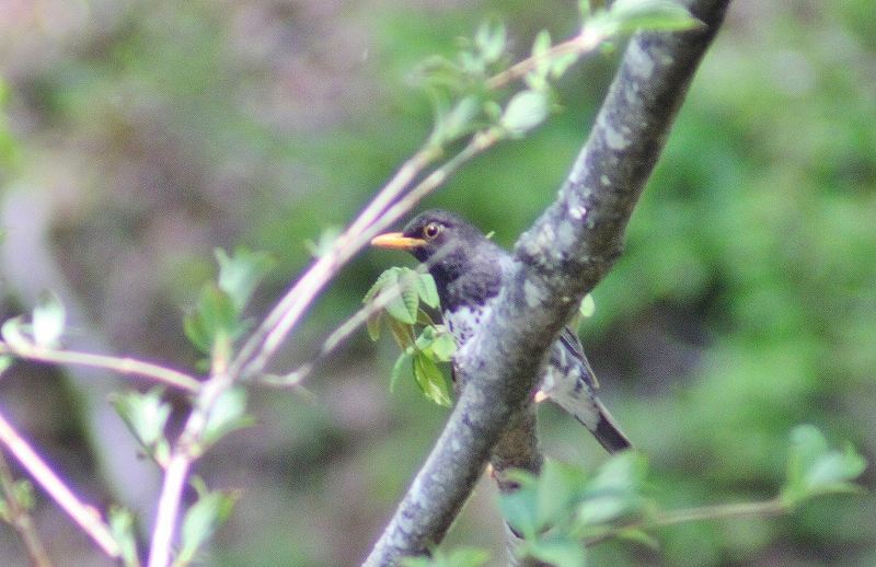 IMG_8229 (800x518).jpg