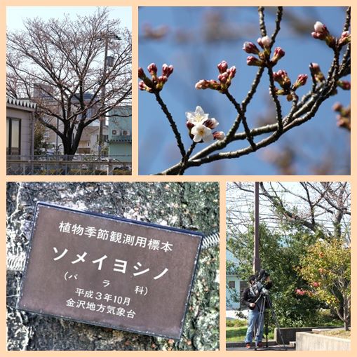 金沢地方気象台-2 標本木-2 14.4.1