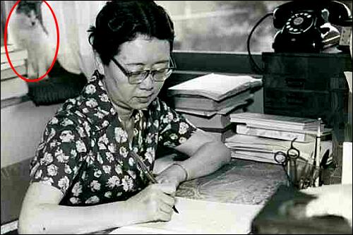 ノンちゃん雲に乗る | 耳（ミミ）とチャッピの布団 - 楽天ブログ