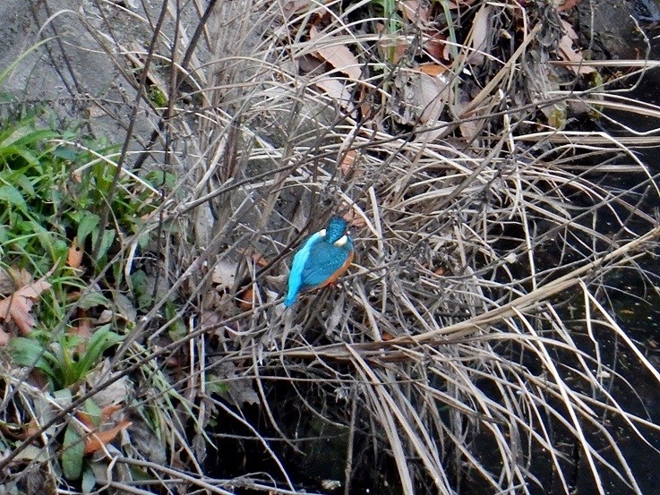 カワセミ8.JPG