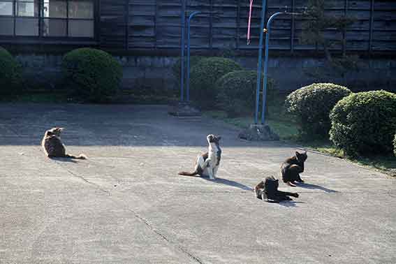 我が家のニャンコ♪2016/4/29-2