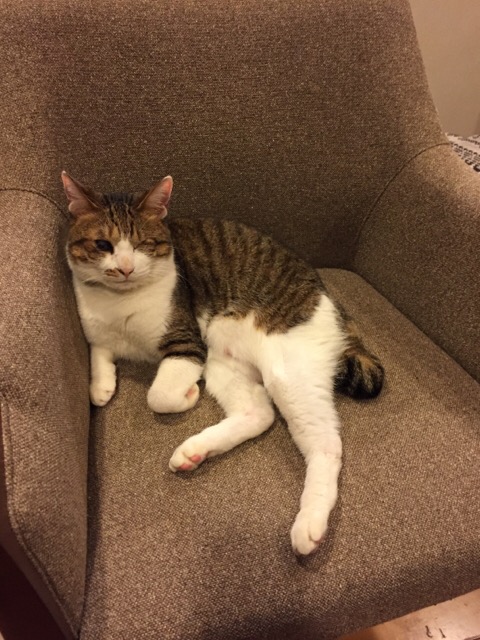 ねこと犬との適当な暮らし