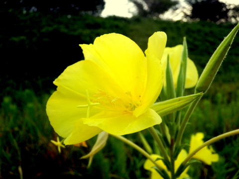 オオマツヨイグサの花