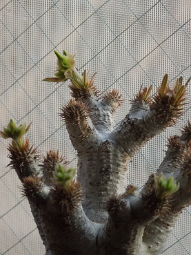 イノピナツム2-27ｰ1