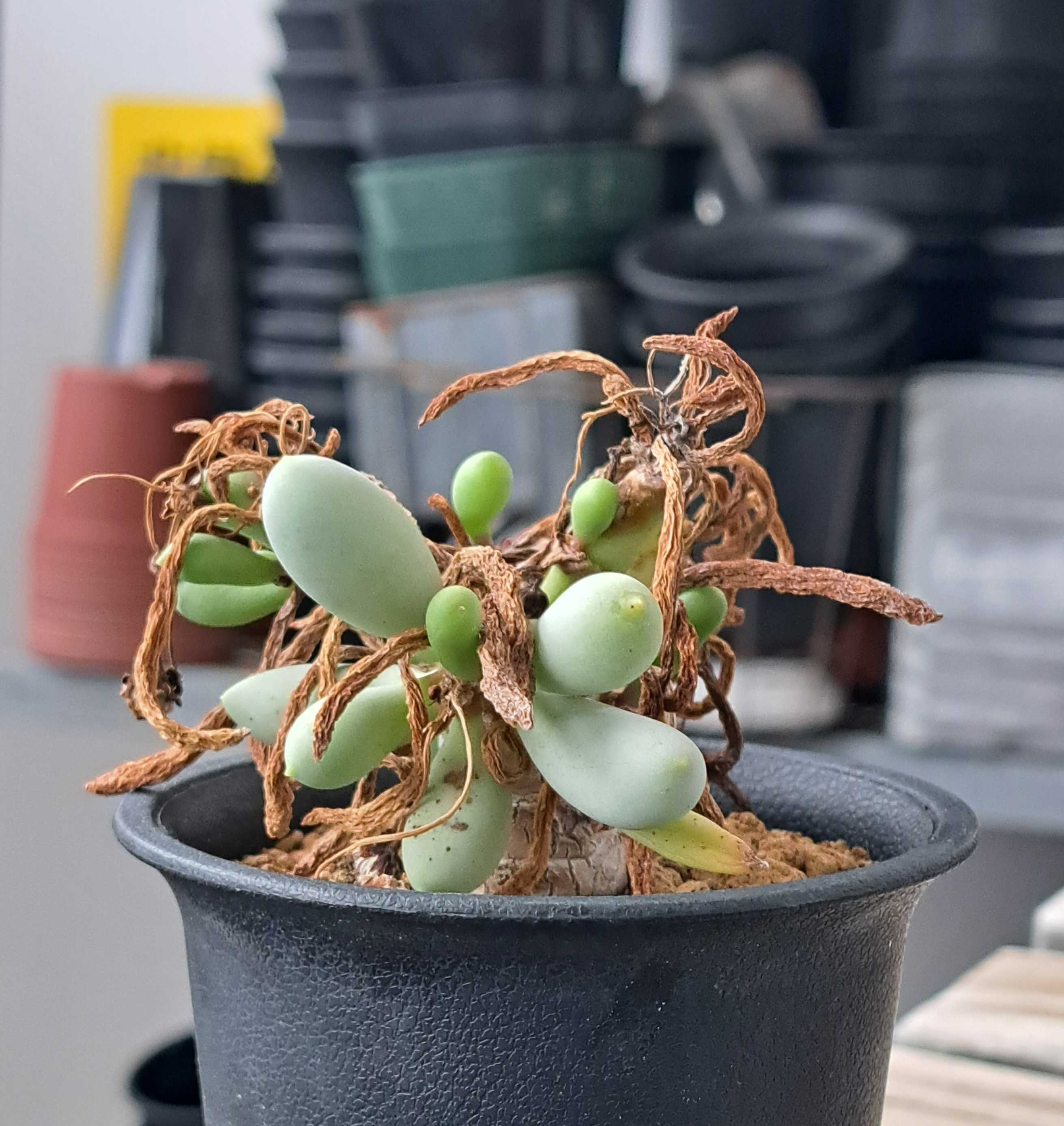 オトンナ・クラビフォリアを植え替える | デルオの多肉日記 - 楽天ブログ