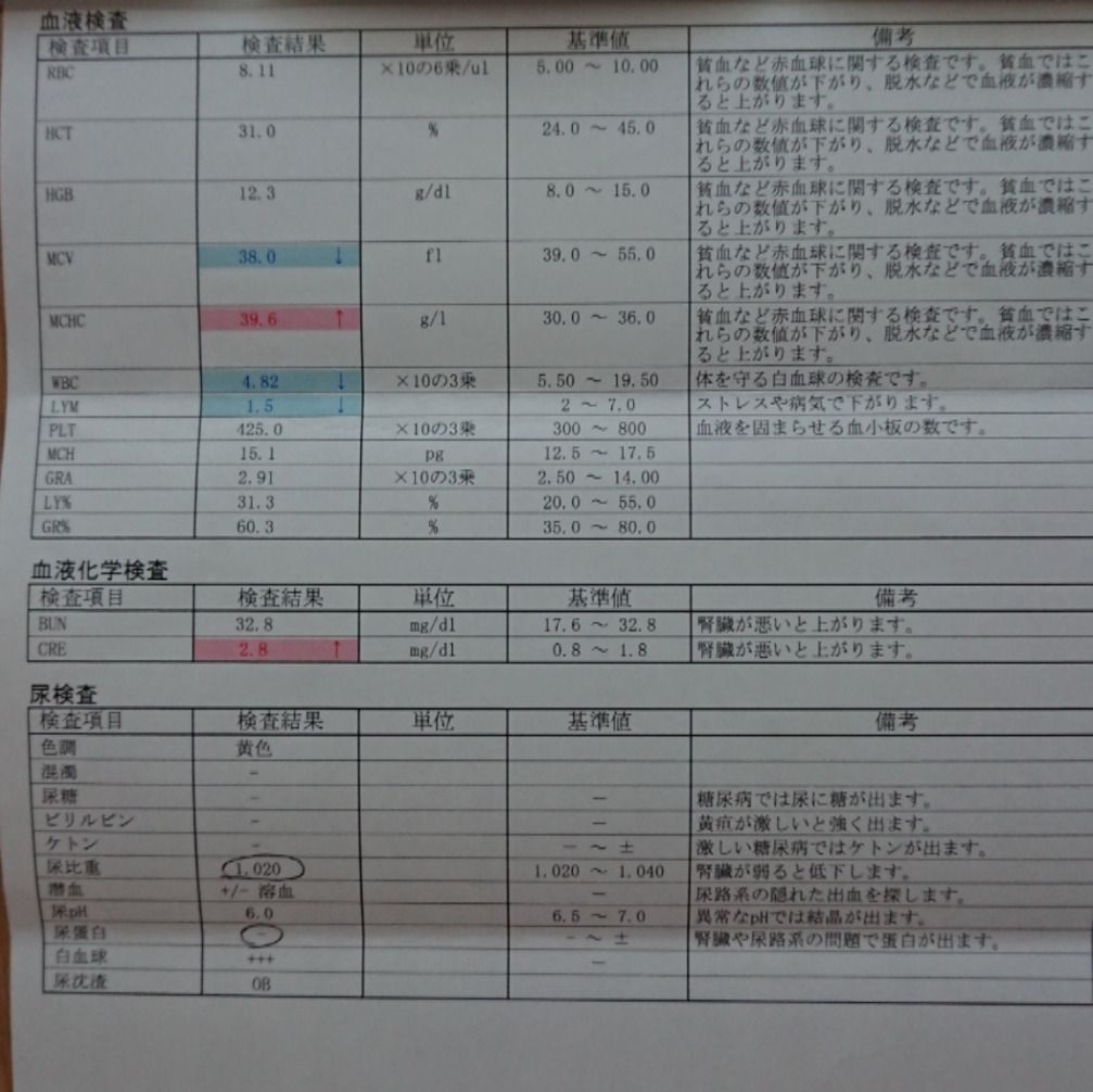 血液検査と尿検査 きゅるる ゆん 楽天ブログ