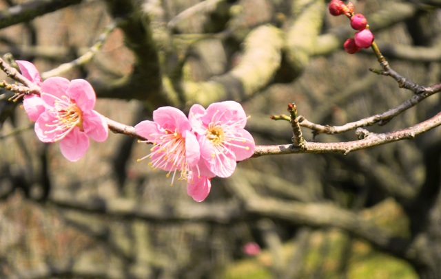 枚岡梅林の梅 (2).JPG