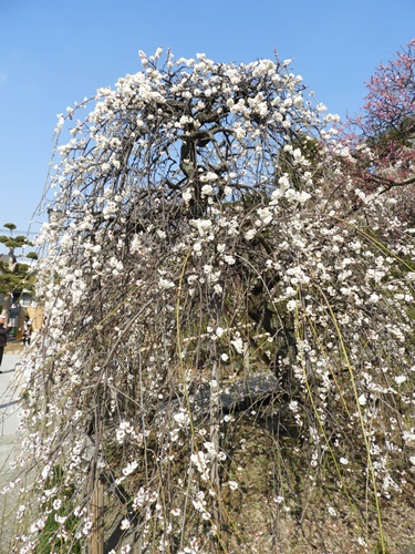 池上梅園