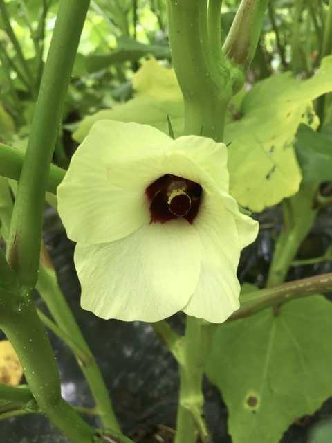 オクラの花と収穫 Futtutyの菜園ブログ 楽天ブログ