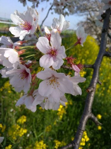 rblog-20180402175914-02.jpg