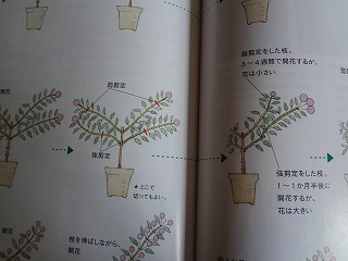 DSC01258.jpg