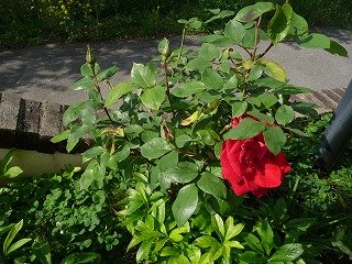P1010783ss.jpg