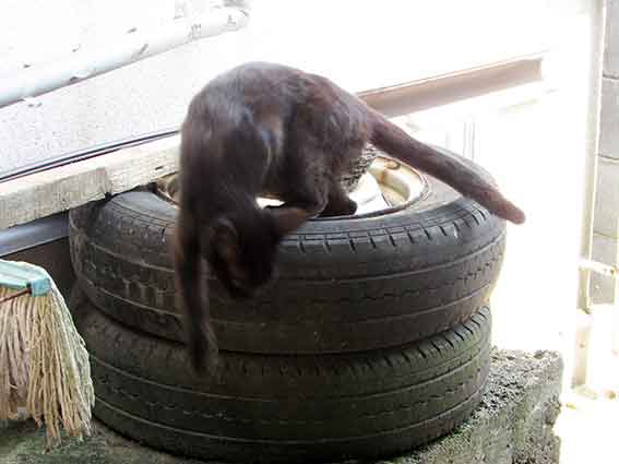 我が家のニャンコ♪2015/8/12-3