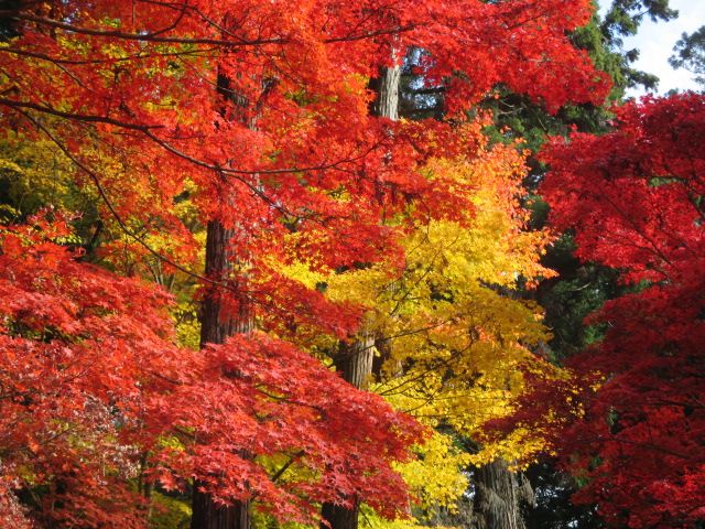 書写山の紅葉 ろびん のハンドメイド 楽天ブログ