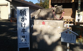 願掛け牛