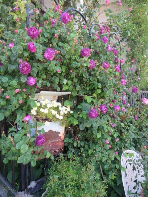 麗しのシックなバラ壁と彩添えるミニバラとお花 今日のバラ ばぁばの薔薇の花園 楽天ブログ