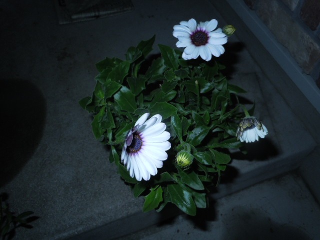 DSCN4228.jpg