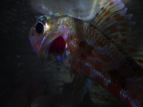 ハタタテヒメ（Hime sp.）6　深海魚飼育