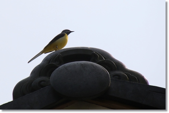 パーク獅子吼-7 屋根にキセキレイ 16.4.20