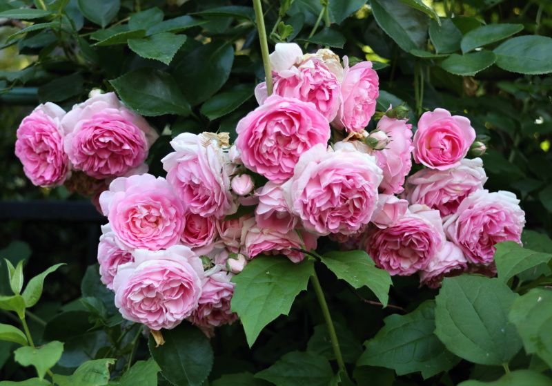 ジャスミーナ バラと可愛い花たち 楽天ブログ