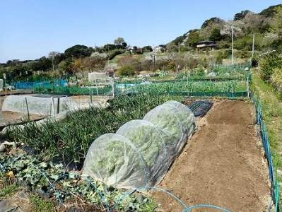 小さな菜園はじめました♬☆貸し農園スタート！ | 暇人主婦の家庭菜園 - 楽天ブログ