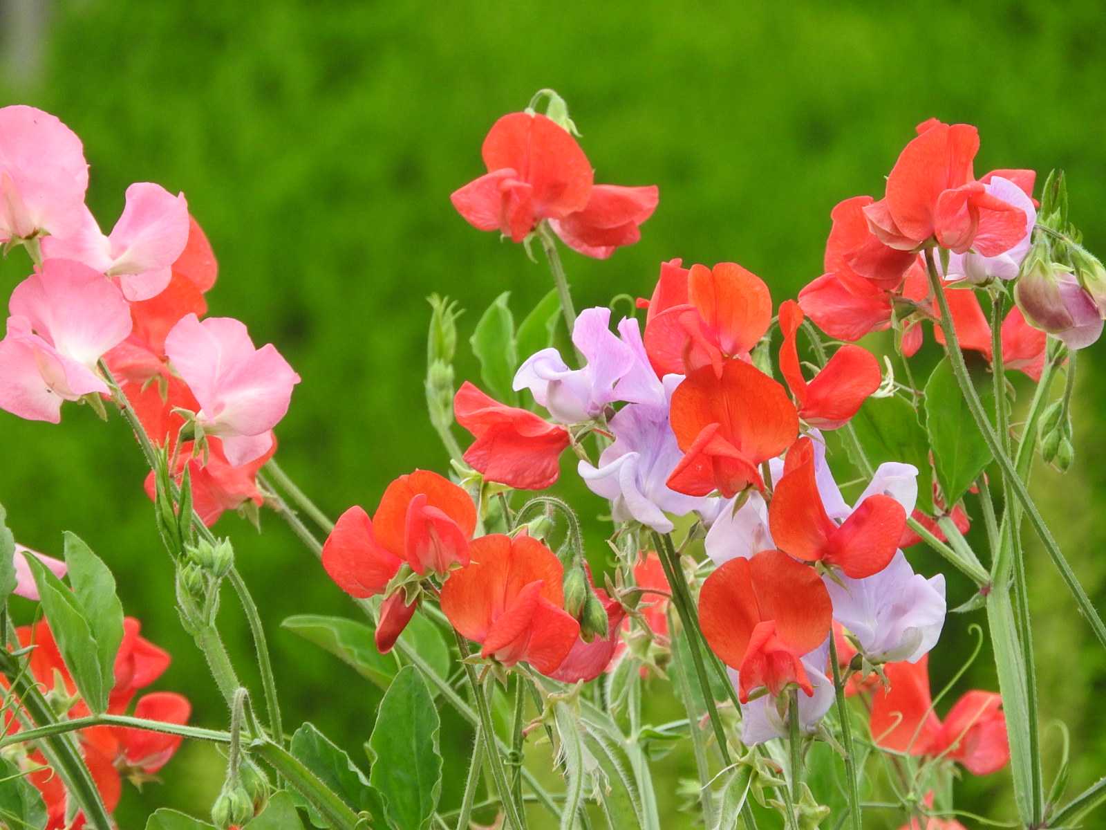 スイートピー 赤いスイートピー 豆の花 赤い花 花 無料写真 Bevepop フリー 写真素材 楽天ブログ