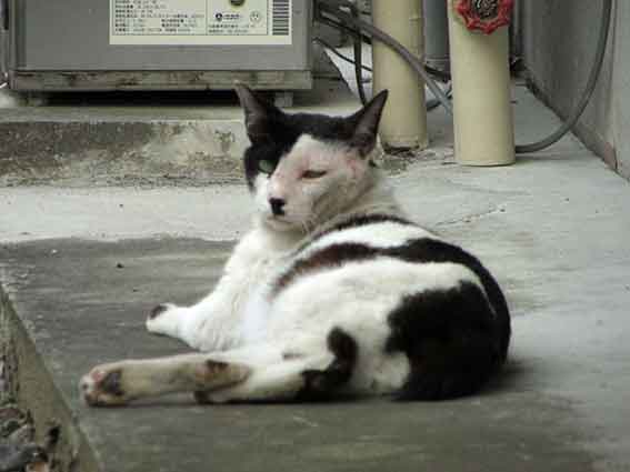 我が家のニャンコ♪2016/5/10-2