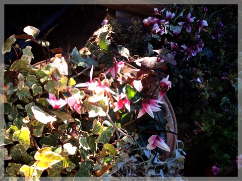 寄せ植え・シクラメン