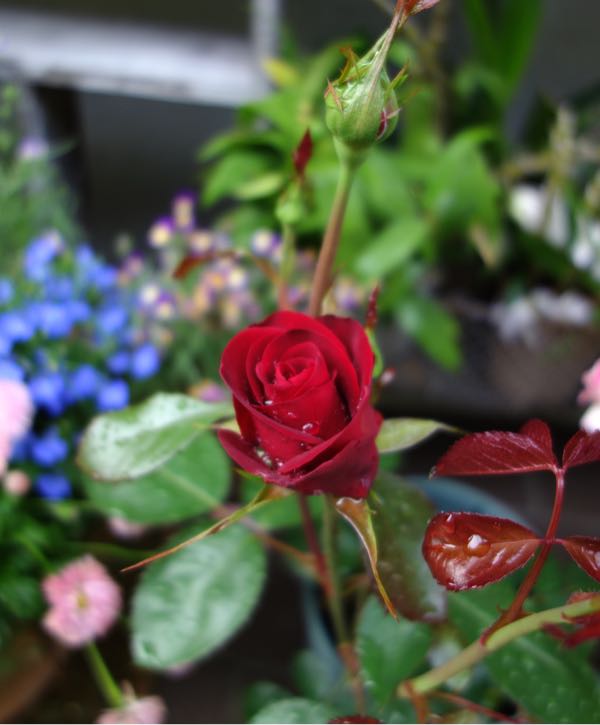 rblog-20180508194218-00.jpg