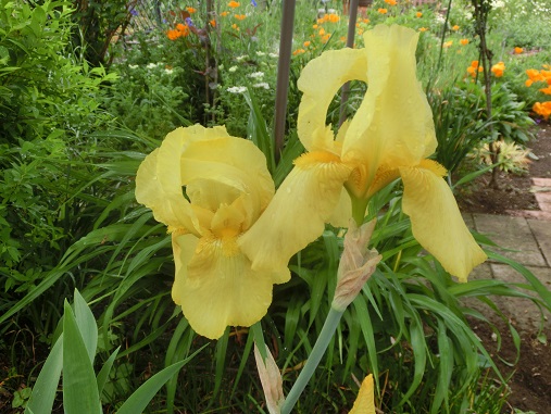 ジャーマンアイリス