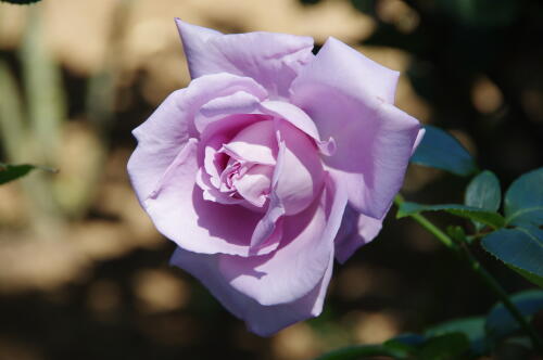 谷津バラ園のバラの花