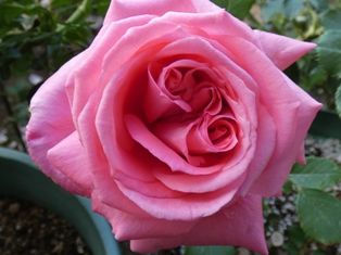 中心の初蕾を摘蕾して開花促進 今日の初蕾は パディマグレディ ラフランス バラの美と香りを求めて 楽天ブログ