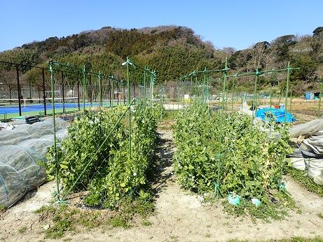 ソラマメ整枝と支柱立て 葉山農園 2月下旬 暇人主婦の家庭菜園 楽天ブログ