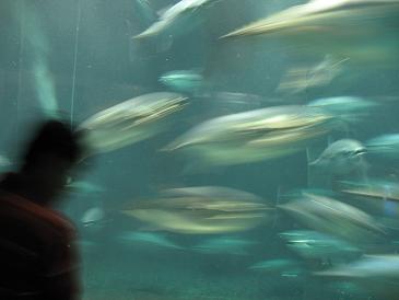 葛西水族園8