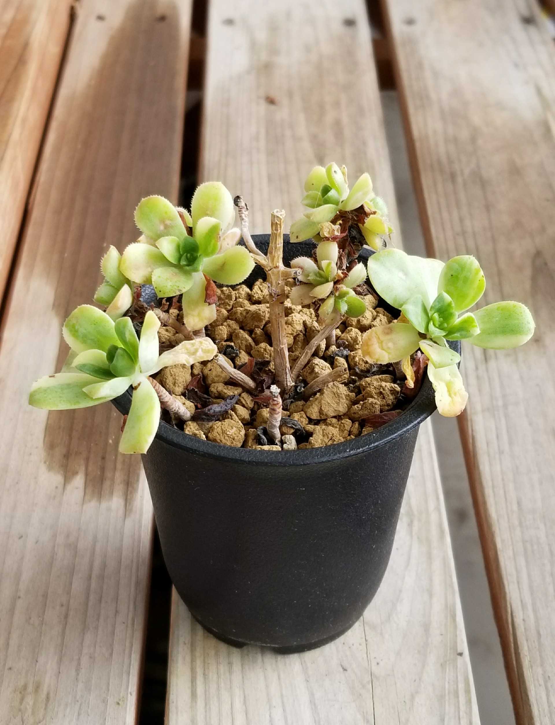 多肉植物 アエオニウム 希少種♡お得セット-