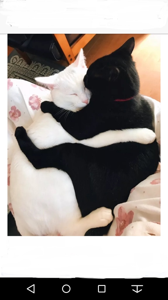 猫ちゃん
