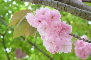 2012八重桜10