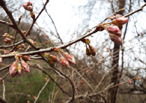 サクラ（桜）